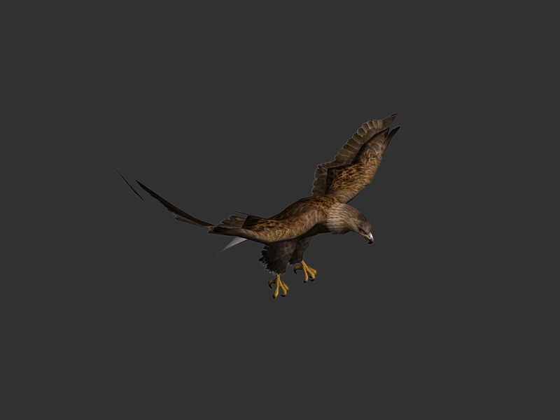 老鹰 大鹏飞行攻击动画