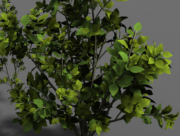 写实树一颗 树木 树叶 tree