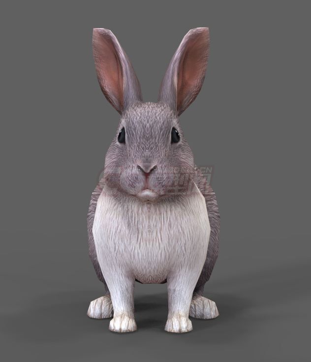 写实兔子一只_sungates 作品_动物哺乳_cg模型网