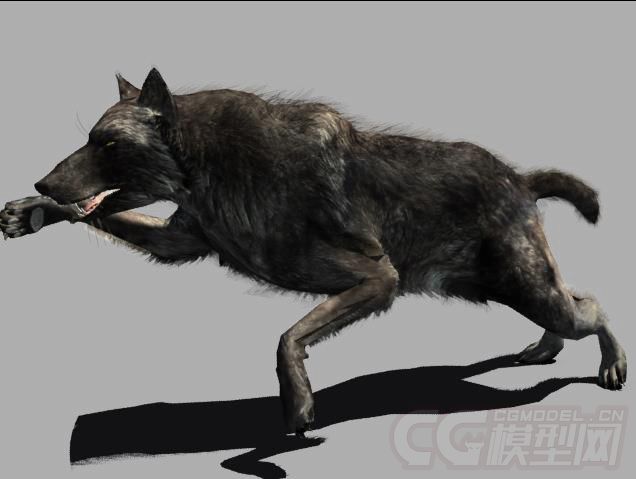 狼,写实类,野狼,豺狼;高优化;含多套动作