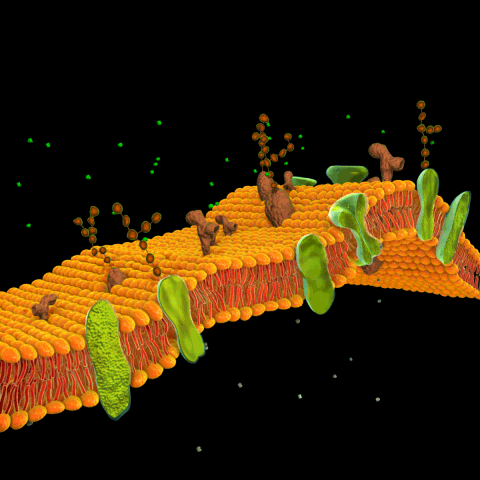 原创磷脂双分子层,凝脂双分子层,细胞膜,生物膜,phospholipidbilayer