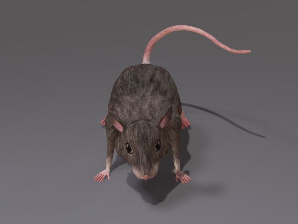 写实带绑定的老鼠,小老鼠,家鼠,mous_577060988作品_动物哺乳_cg模型
