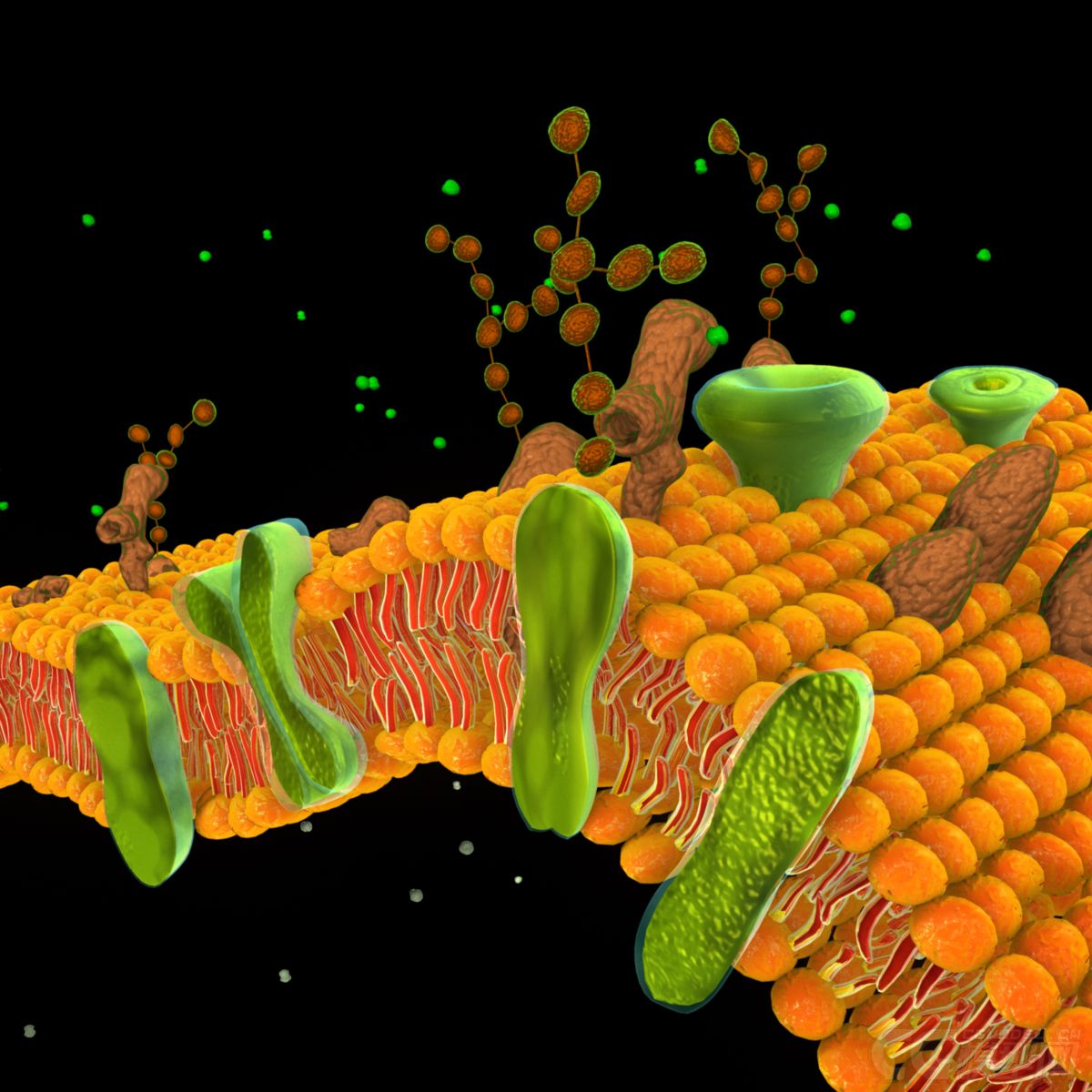 原创磷脂双分子层,凝脂双分子层,细胞膜,生物膜,phospholipidbilayer