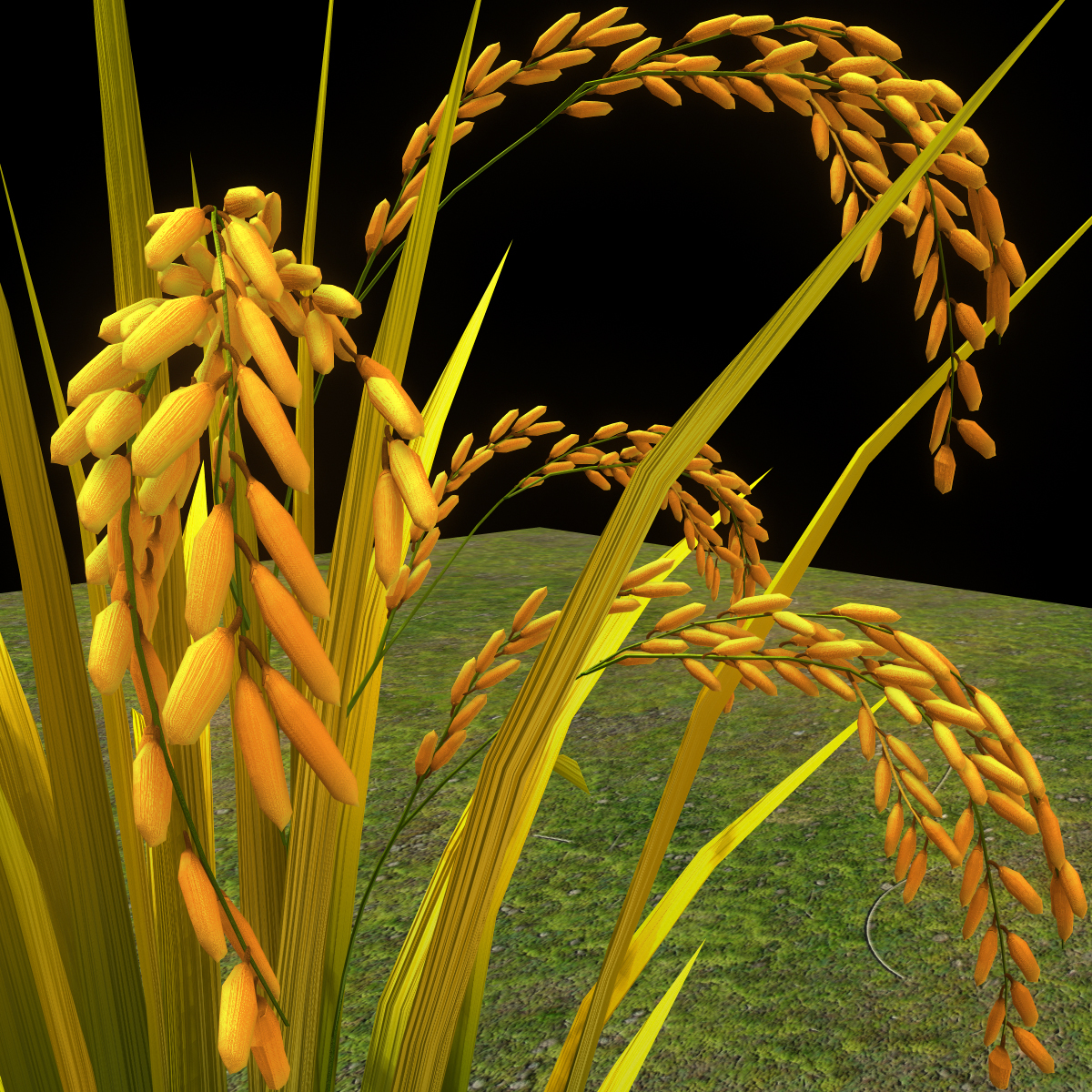 秋天的水稻高清图片下载-正版图片500665224-摄图网
