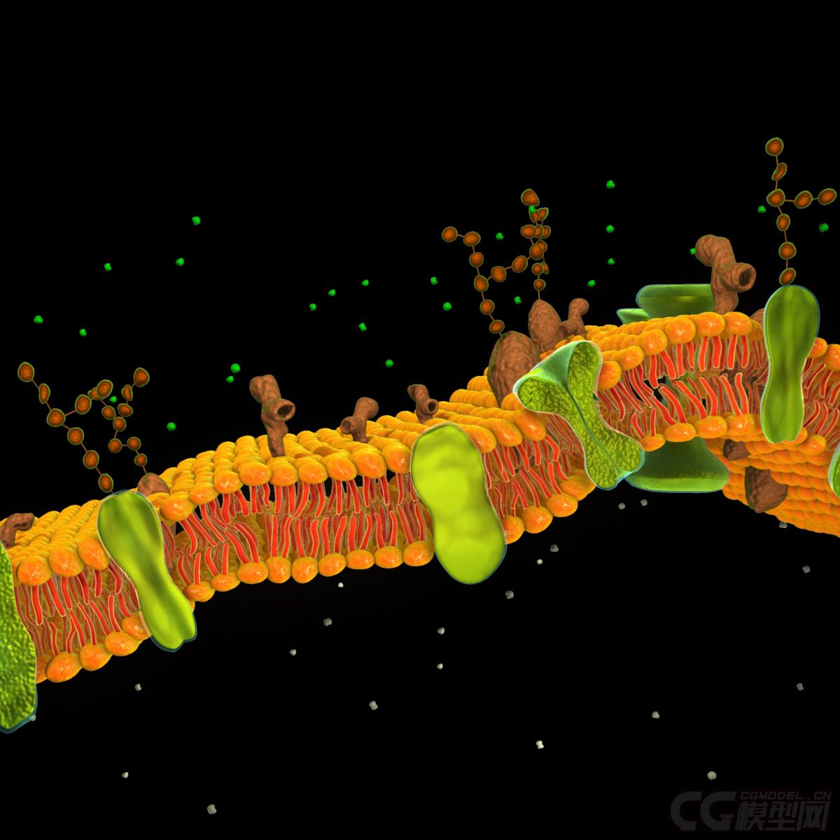 原创磷脂双分子层,凝脂双分子层,细胞膜,生物膜,phospholipidbilayer