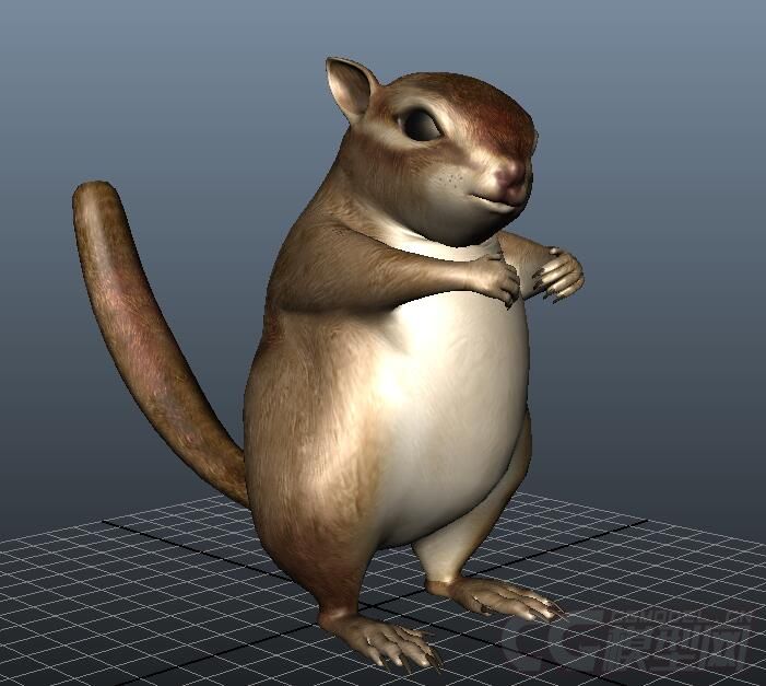 自己绑定很好的松鼠模型_aily01作品_动物哺乳_cg模型网