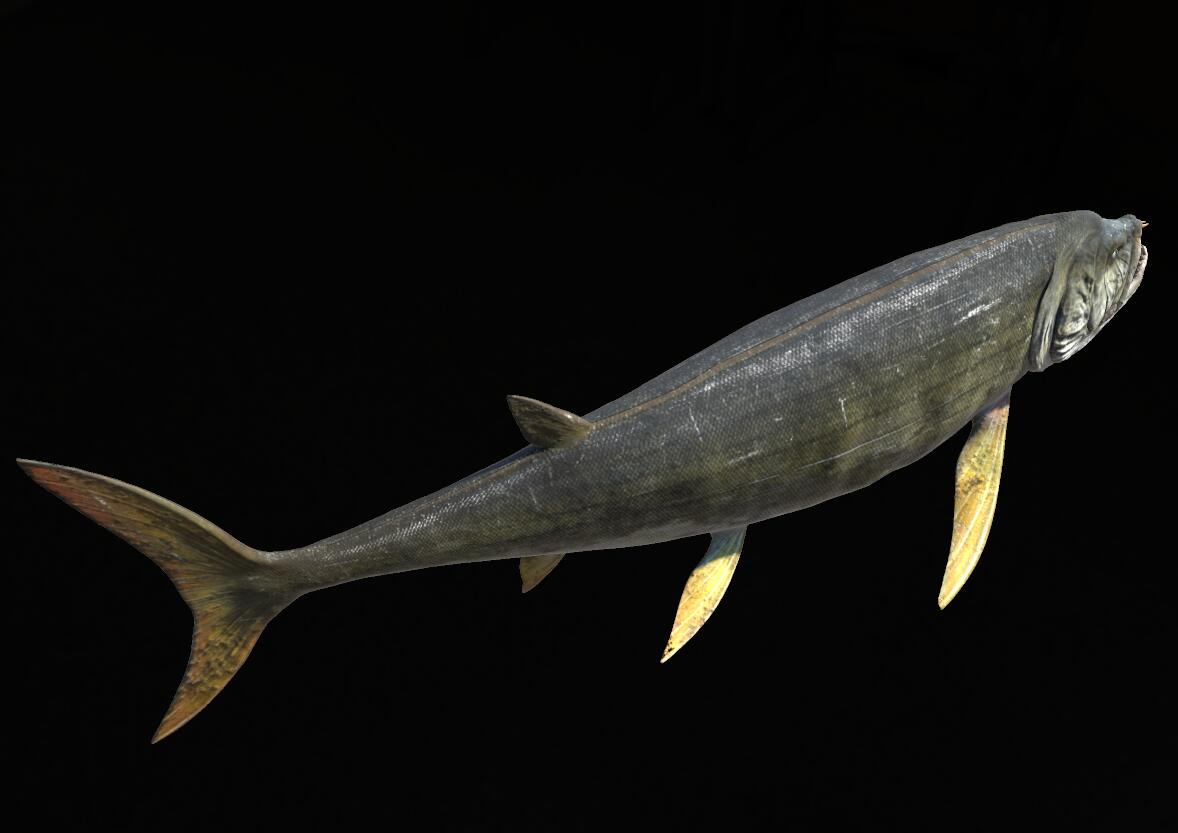 【动画】影视动画级别 剑射鱼  远古鱼类  带骨骼绑定  带游动动画