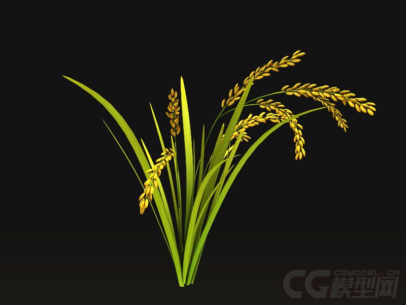 水稻 稻谷 稻田 大米 rice 农作物 庄稼 农田