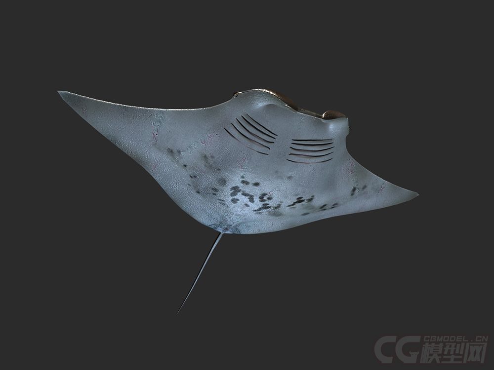 魔鬼鱼 蝙蝠鱼 蝠鲼 深海鱼类