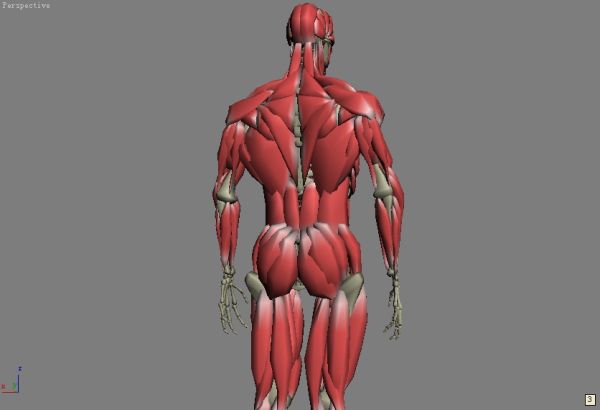 人体骨骼肌肉男人现代写实解剖