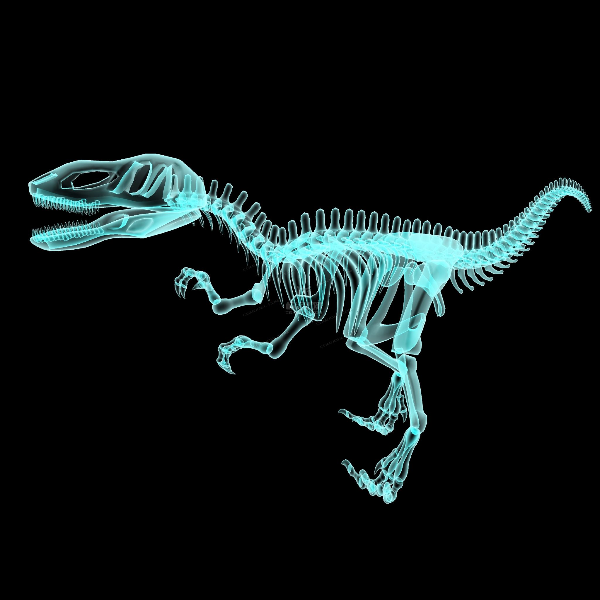永川龙有贴图恐龙骨骼模型带x光效果
