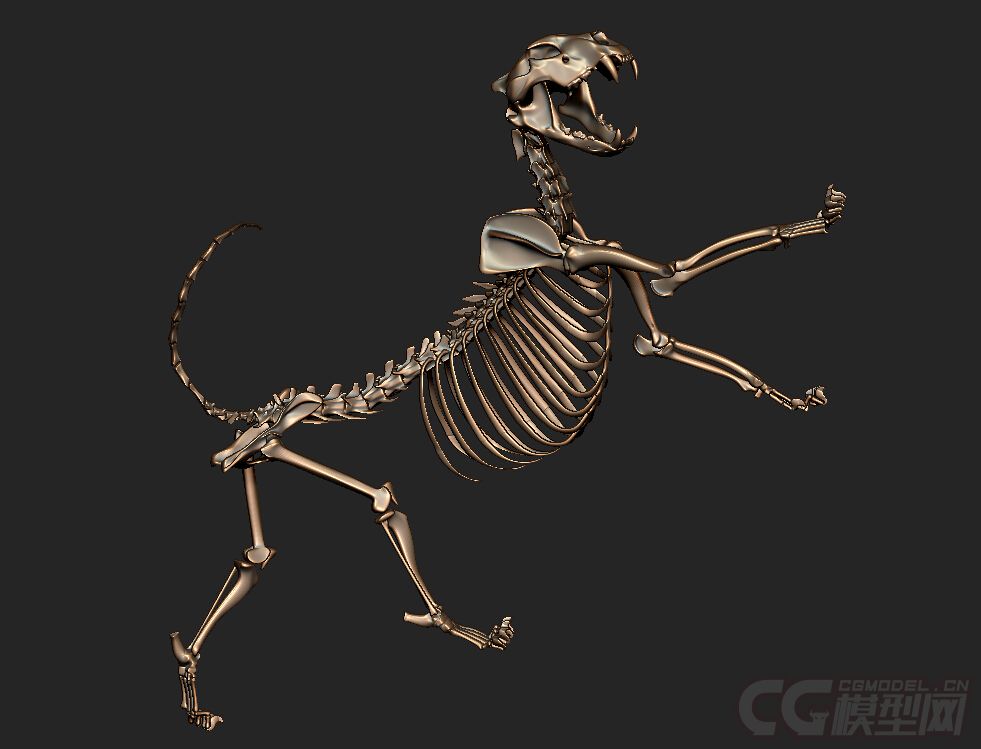 狮子骨骼结构图图片