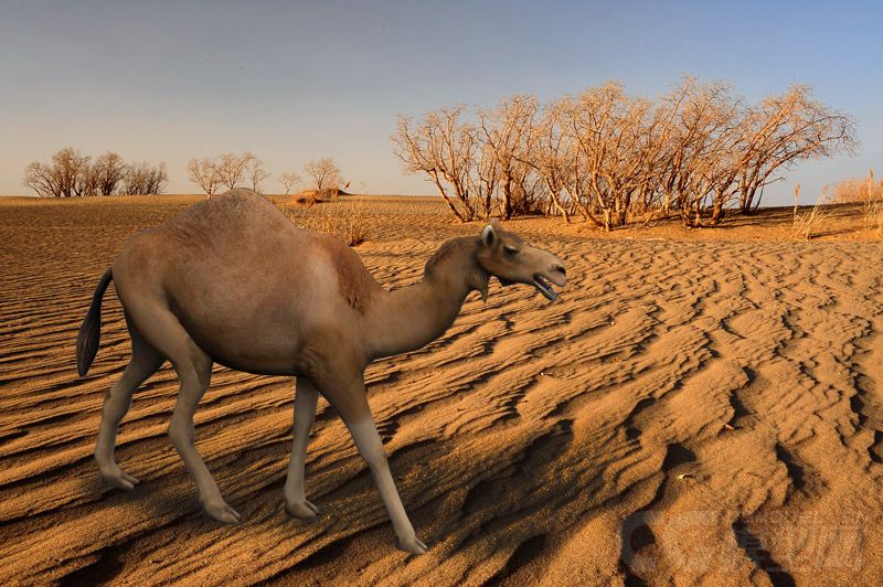 非洲草原动物系列1_影视级超写实哺乳动物 沙漠 骆驼 单峰骆驼