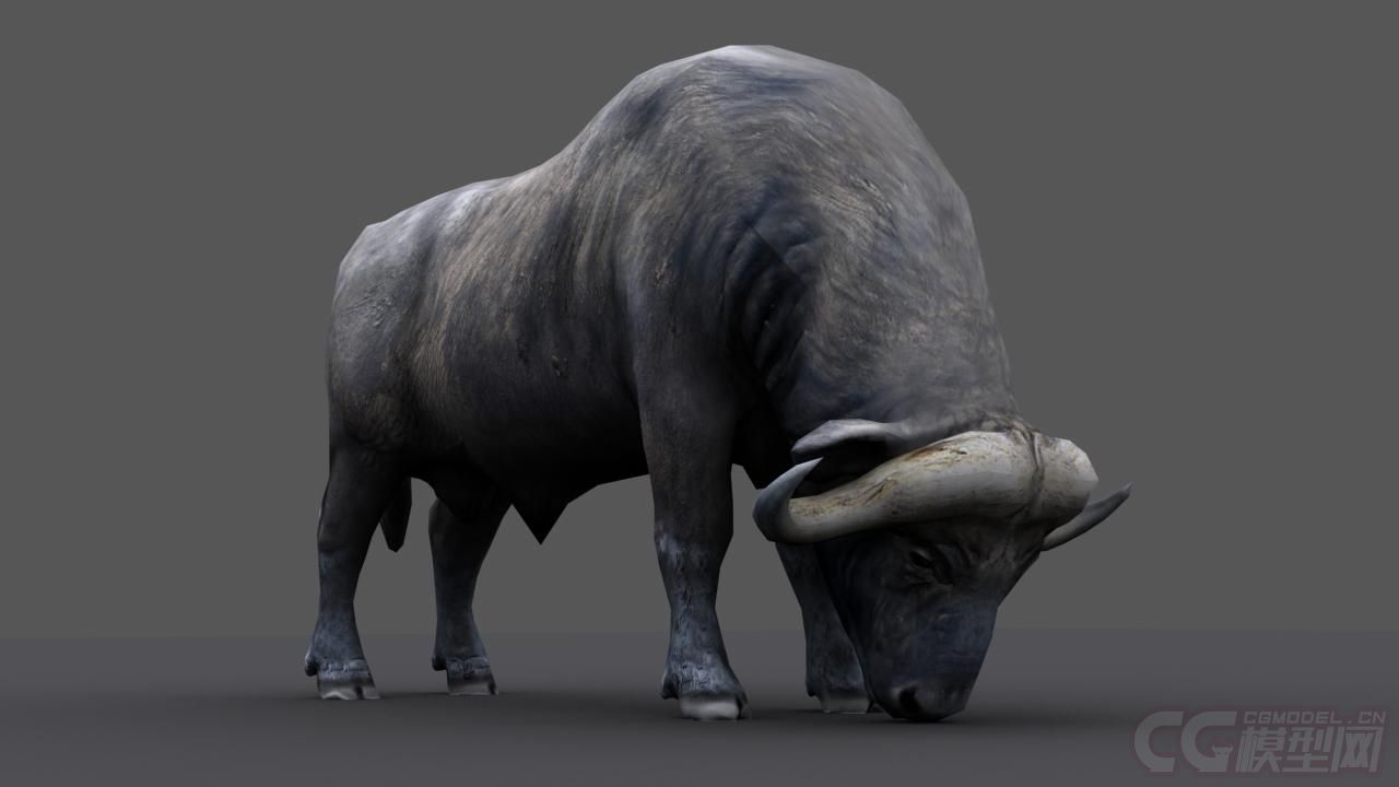 非洲草原动物系列2_影视级超写实哺乳动物 水牛 公牛 家牛 黄牛 脊椎