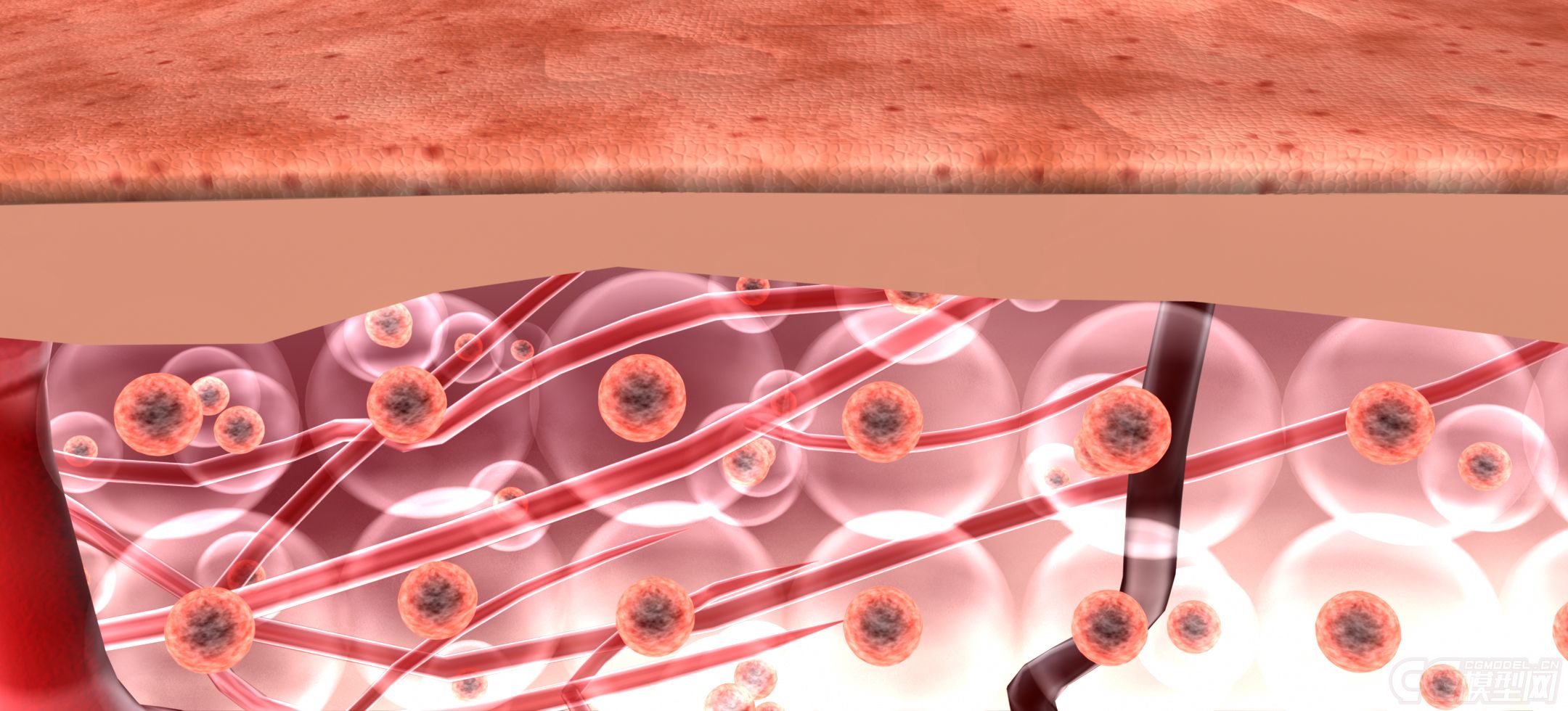 皮肤细胞,医学皮肤组织污垢祛除,痘痘红肿消失