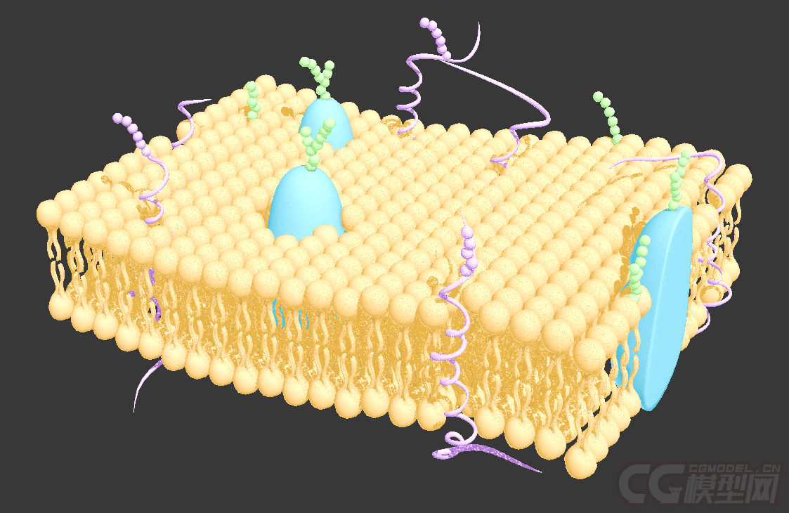 磷脂双分子层 phospholipid bilayer
