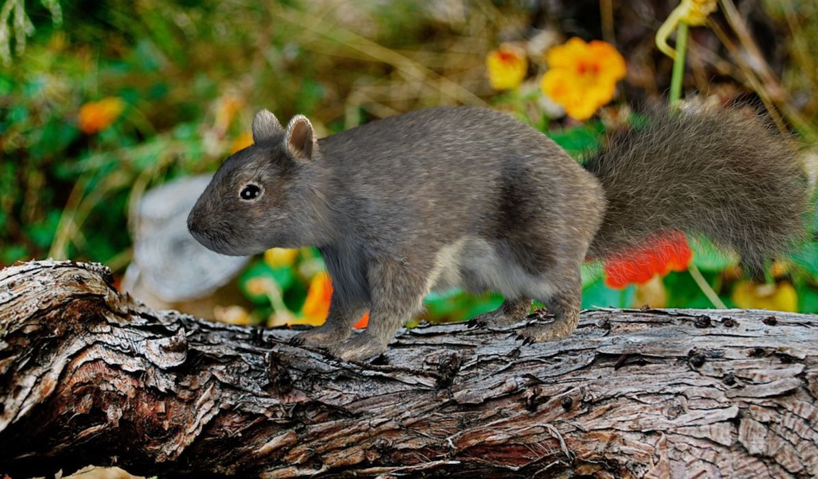 Белка д. Модель белка. Squirrel модель. Модель белка реалистичный. Текстура белка.