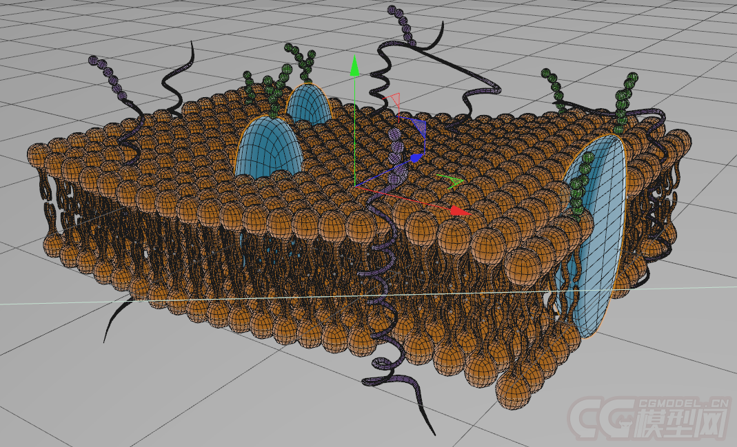 磷脂双分子层 phospholipid bilayer￥60 模型 409