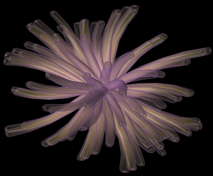 珊瑚动态海底生物植物写实模型