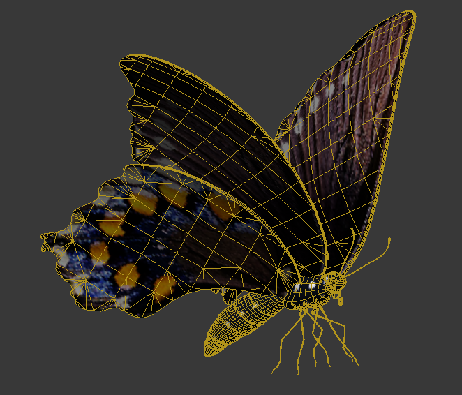 影视级蝴蝶_forevercg作品_动物哺乳_cg模型网