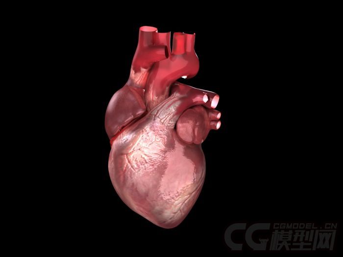 超写实人体心脏**跳动动画模型,材质灯光渲染全