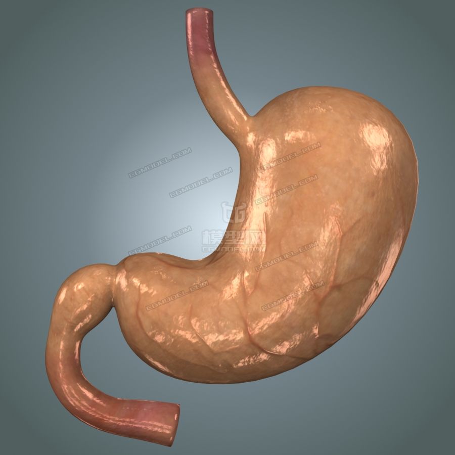 超写实精确医学级胃解剖模型 高低模 全模合并 解剖