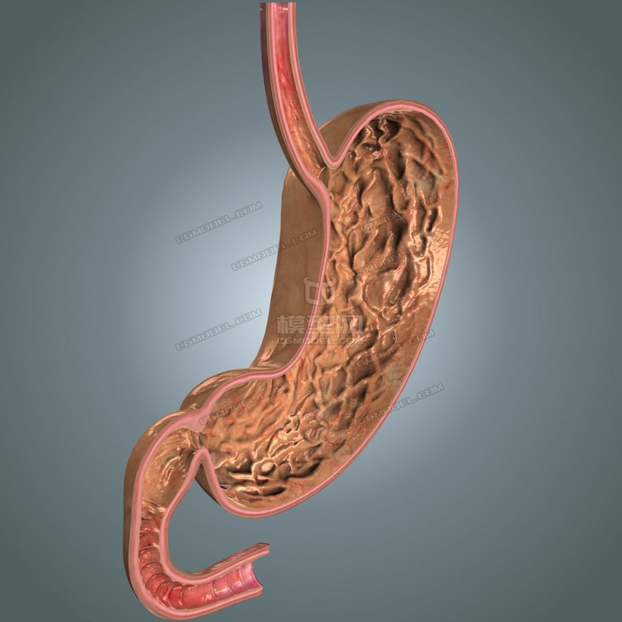 超写实精确医学级胃解剖模型 高低模 全模合并 解剖