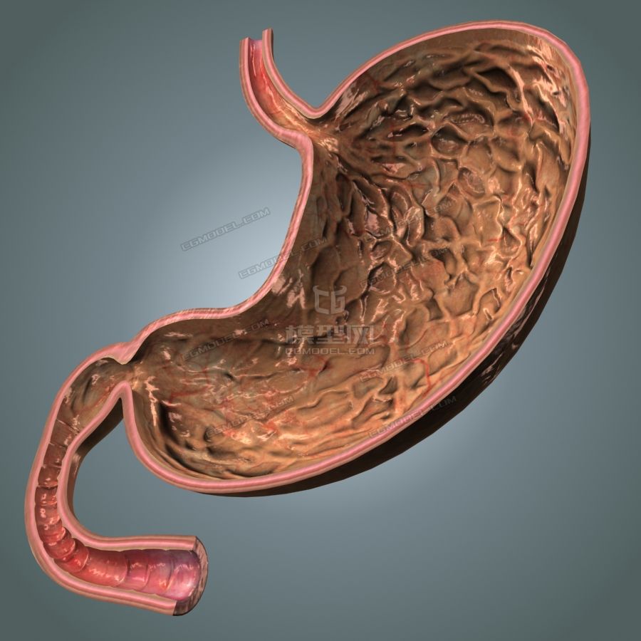 超写实精确医学级胃解剖模型 高低模 全模合并 解剖