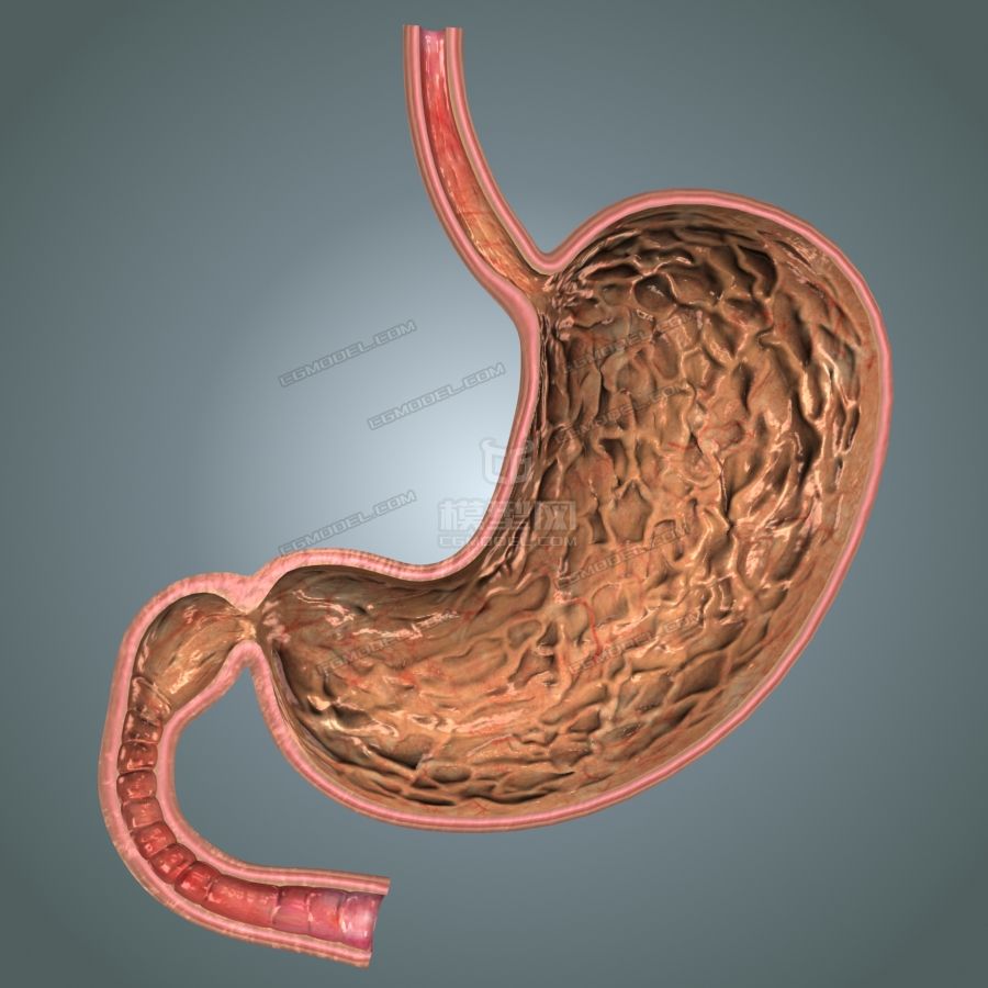 超寫實精確醫學級胃解剖模型 高低模 全模合併 解剖