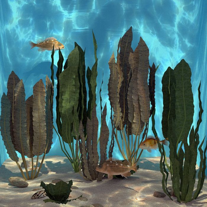 影视级别海底系列之2——20种海底常见植_生物世界作品_石头植物树木