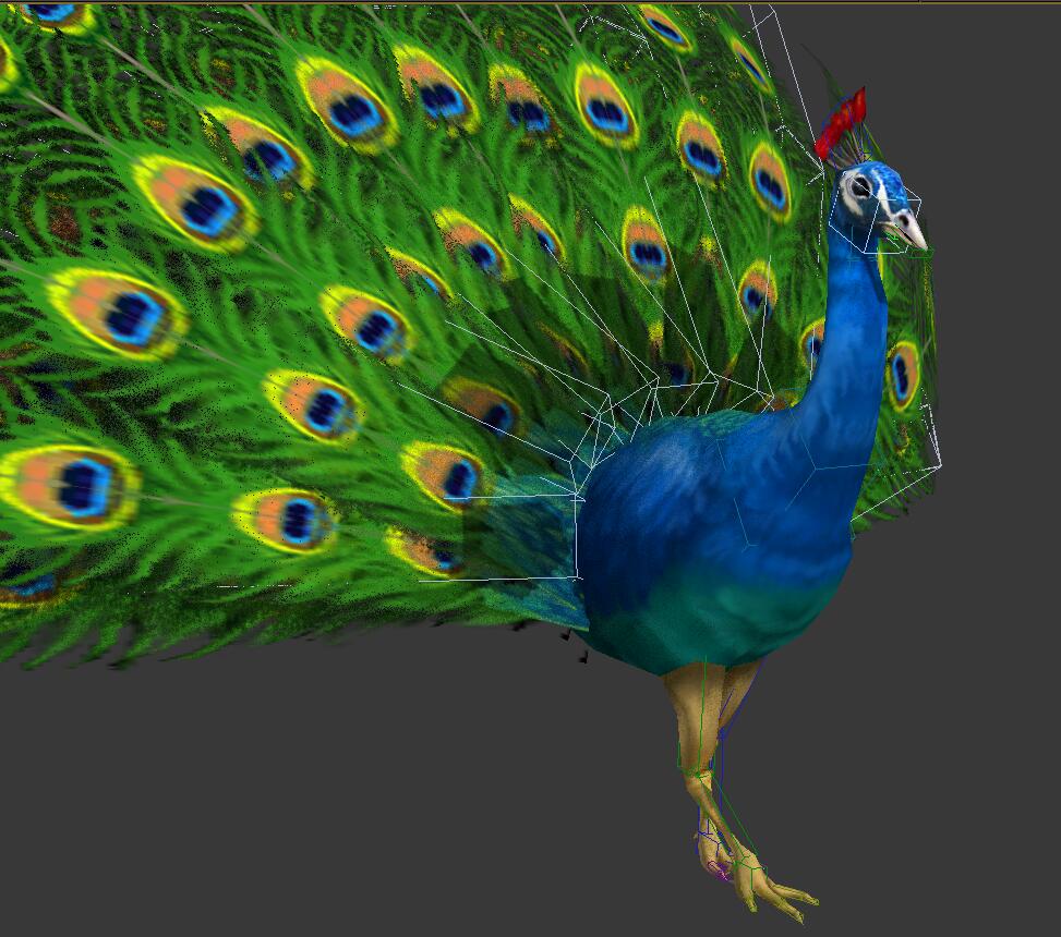 带动画,动作的3dmax动物模型,孔雀开屏,行走,peafowl开屏,带动作含