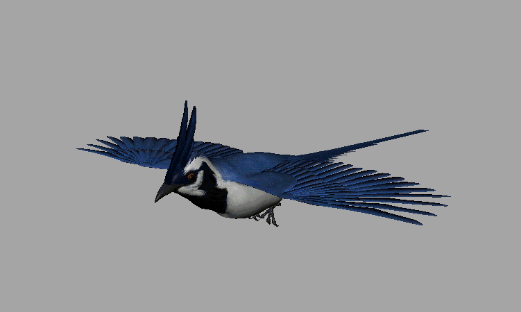 美丽的小鸟1——蓝松鸦,l蓝鹊,画眉鸟,_laiwenyan作品_动物飞禽_cg