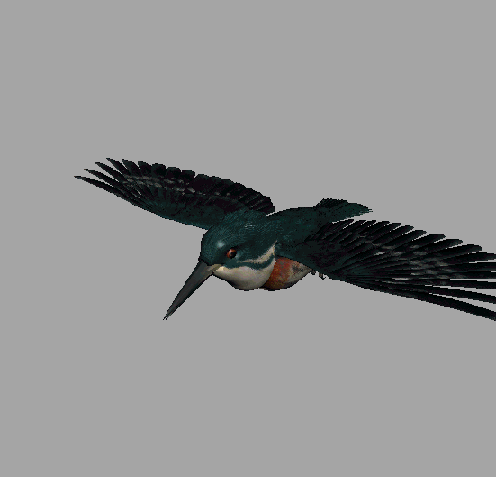 美丽的小鸟6——钓鱼鸟模型,翠鸟模型,蜂鸟,带10种常见动画