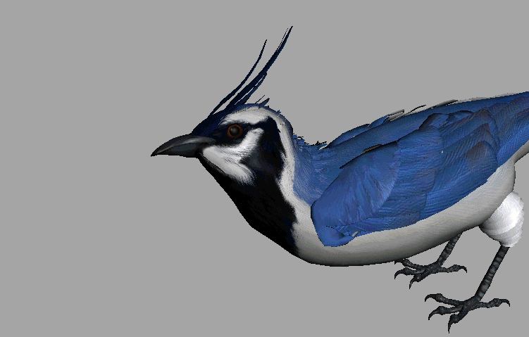 美丽的小鸟1——蓝松鸦,l蓝鹊,画眉鸟,_laiwenyan作品_动物飞禽_cg