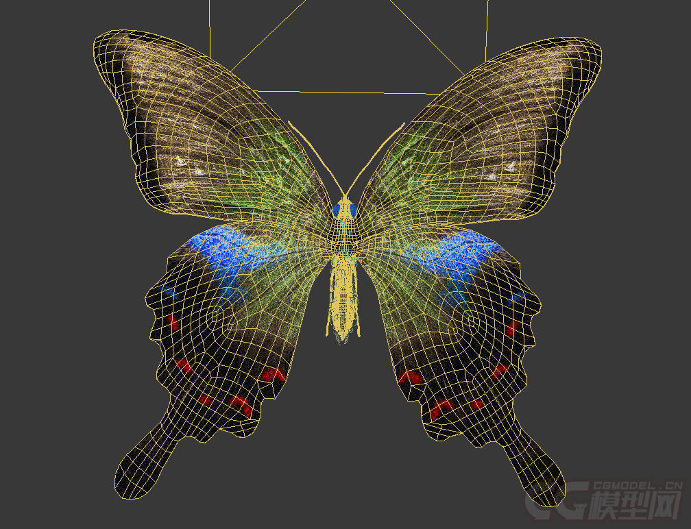 2只写实蝴蝶_ryerson作品_动物哺乳_cg模型网