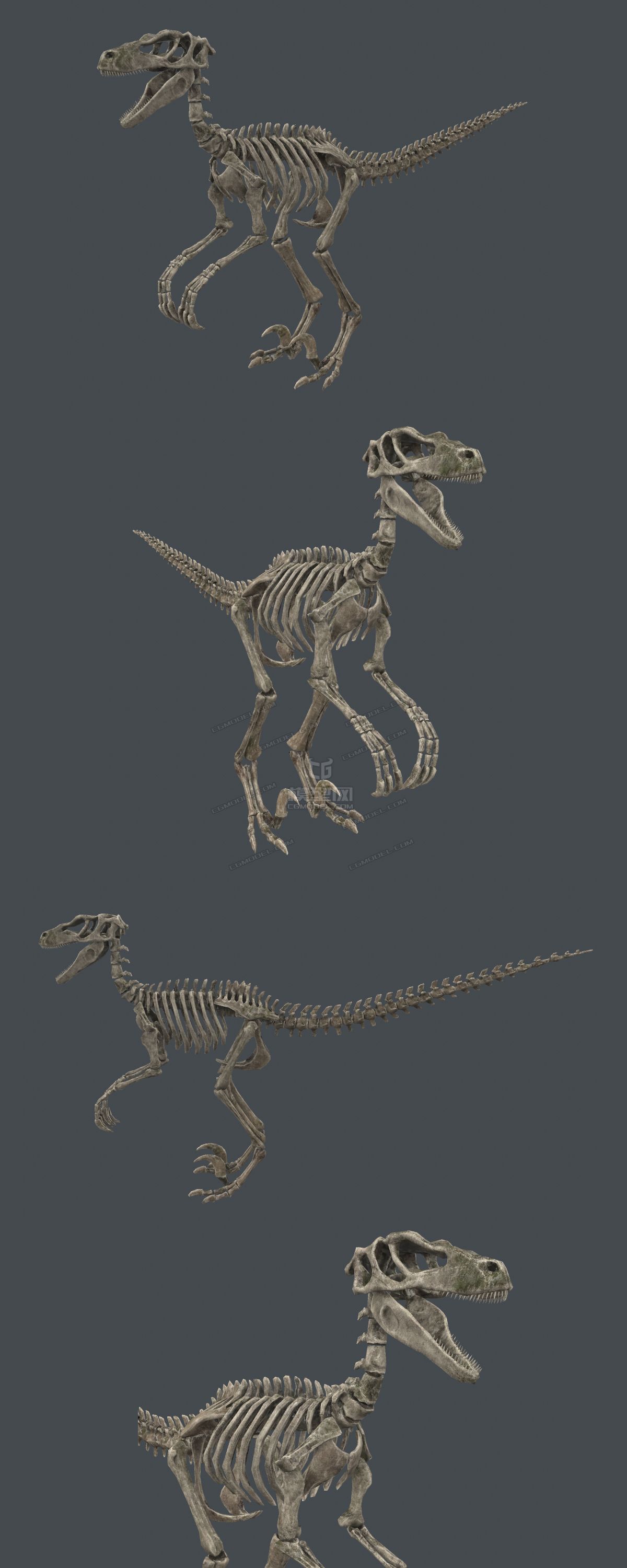 六种恐龙化石骨架合集!雷龙暴龙迅猛龙三角龙剑龙特异龙骨骼标本模型