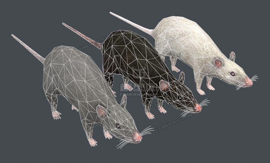 三只写实老鼠合集实验小白鼠小黑鼠小灰鼠有骨骼模型-哺乳模型库-模型