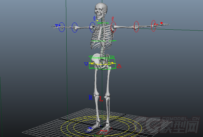 Анимированная модель. Скелет человека Rig. Скелетная анимация 3d. Человеческий скелет риггинг. 3д модель скелета человека для блендера.