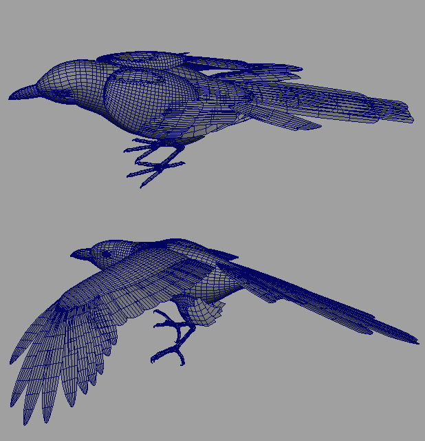 喜鹊,花喜鹊,鸟模型-飞禽模型库-maya(.ma/.mb)模型下载-cg模型网