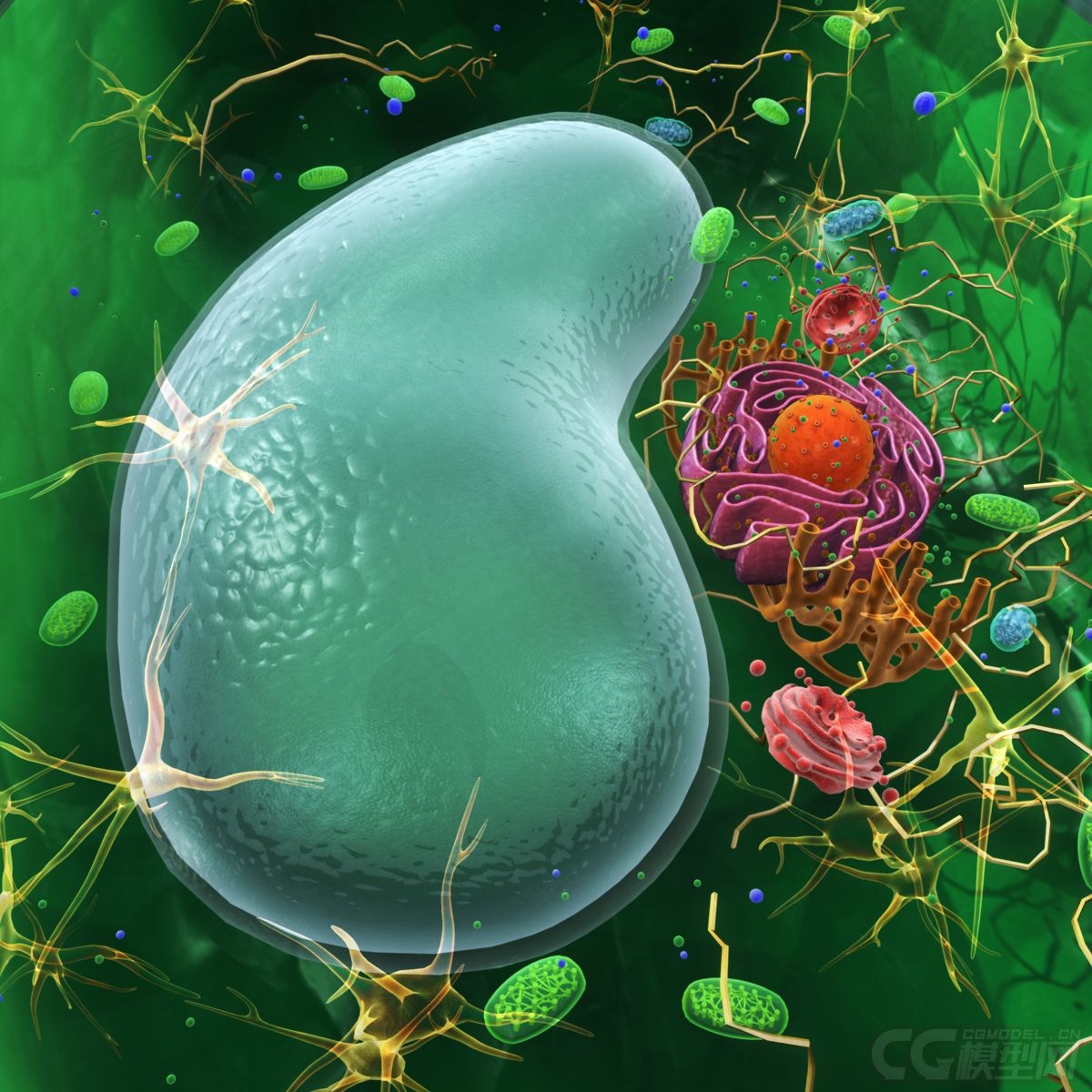 原创影视级植物细胞,精细写实植物细胞,植物细胞结构,plantcell,医学