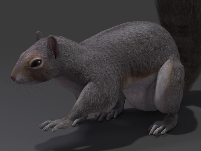 写实松鼠,松鼠,squirrel