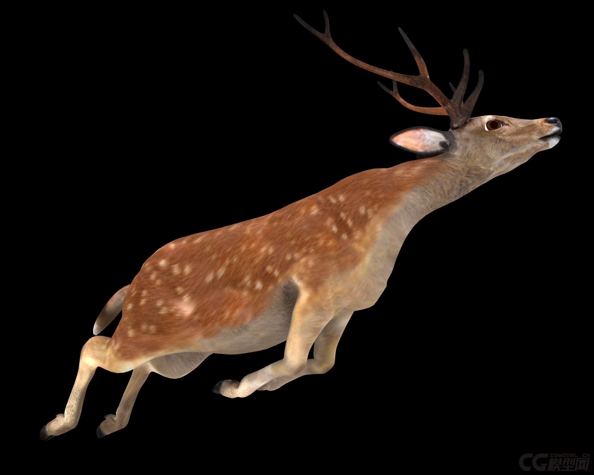 梅花鹿 跳跃动画