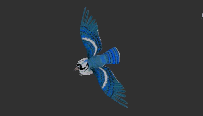 飞行鸟类动物系列1 冠蓝鸦 蓝松鸦 蓝色羽毛乌鸦 小鸟 麻雀 鸣鸟 飞禽