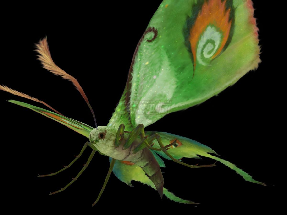 高质量飞蛾绿色飞蛾青竹鬼蛾蝴蝶蛾蝴蝶扑蛾绿蝶