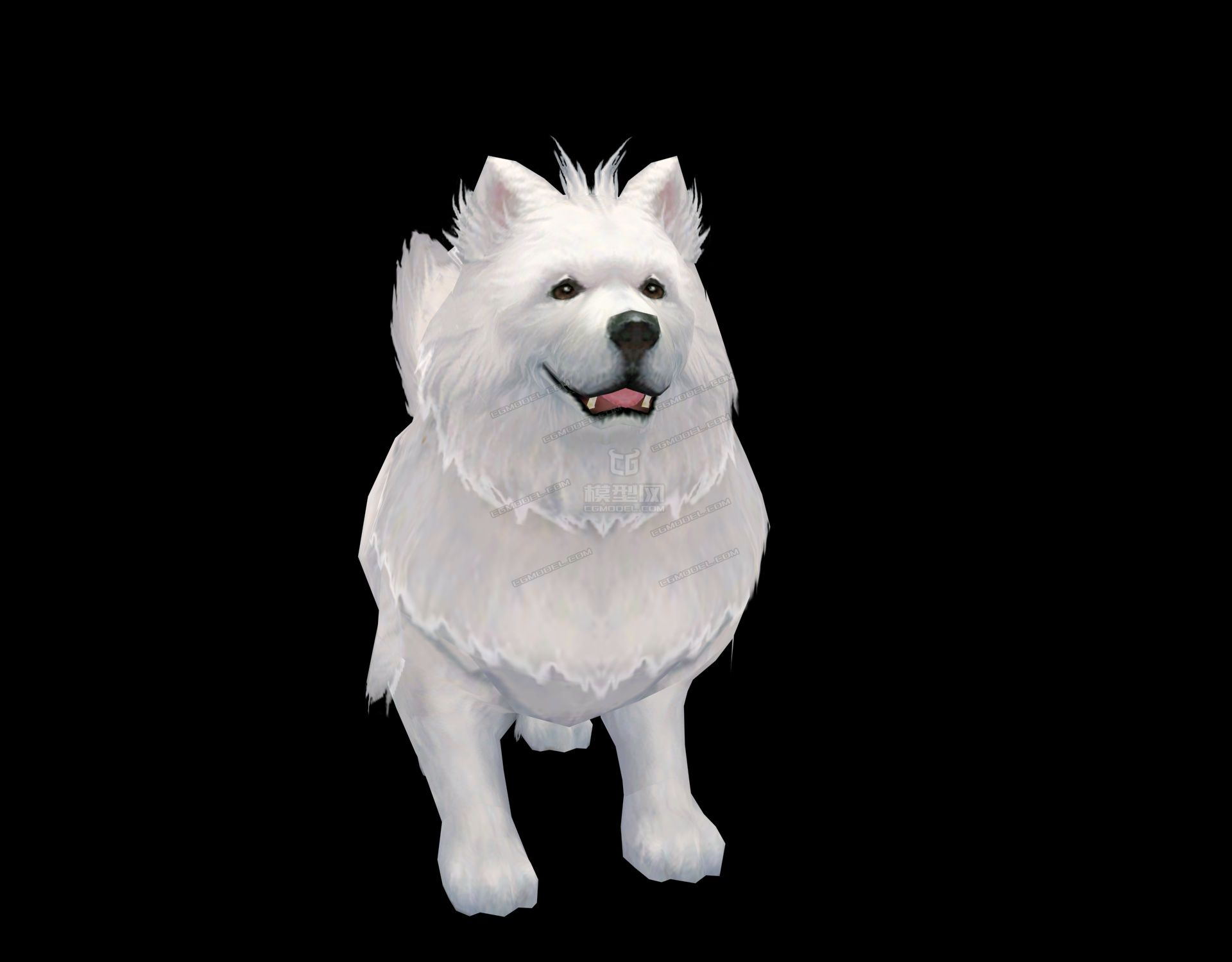 可爱的宠物狗狗萨摩耶大白狗雪橇犬