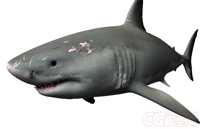 影视级别大白鲨,深海鲨鱼,鲨鱼,海洋海底_十号当铺作品_动物哺乳_cg