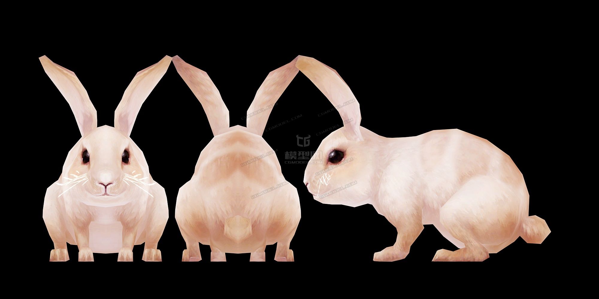 可爱的大白兔 小白兔 兔子