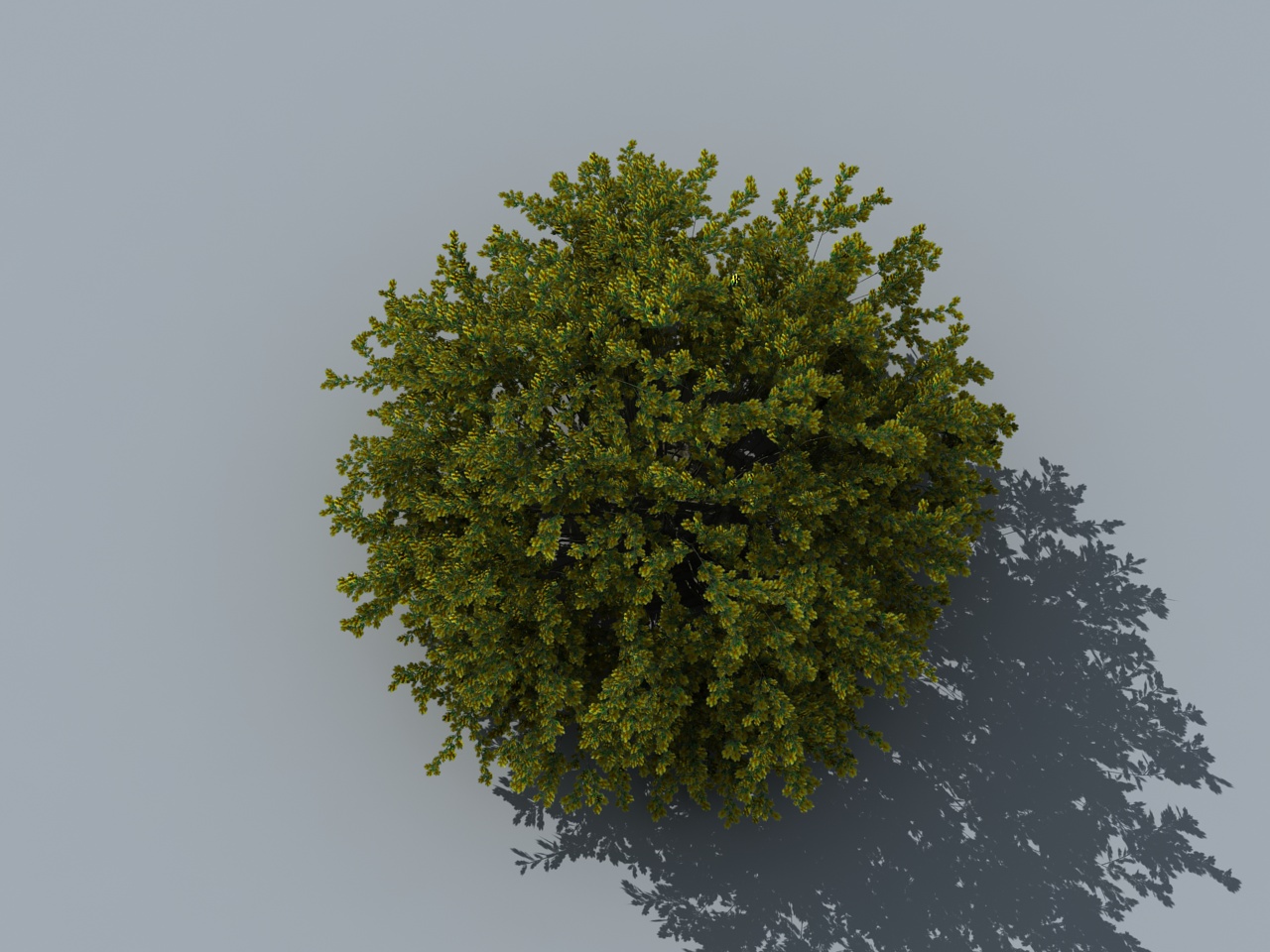 动态树精细灌木200帧动画