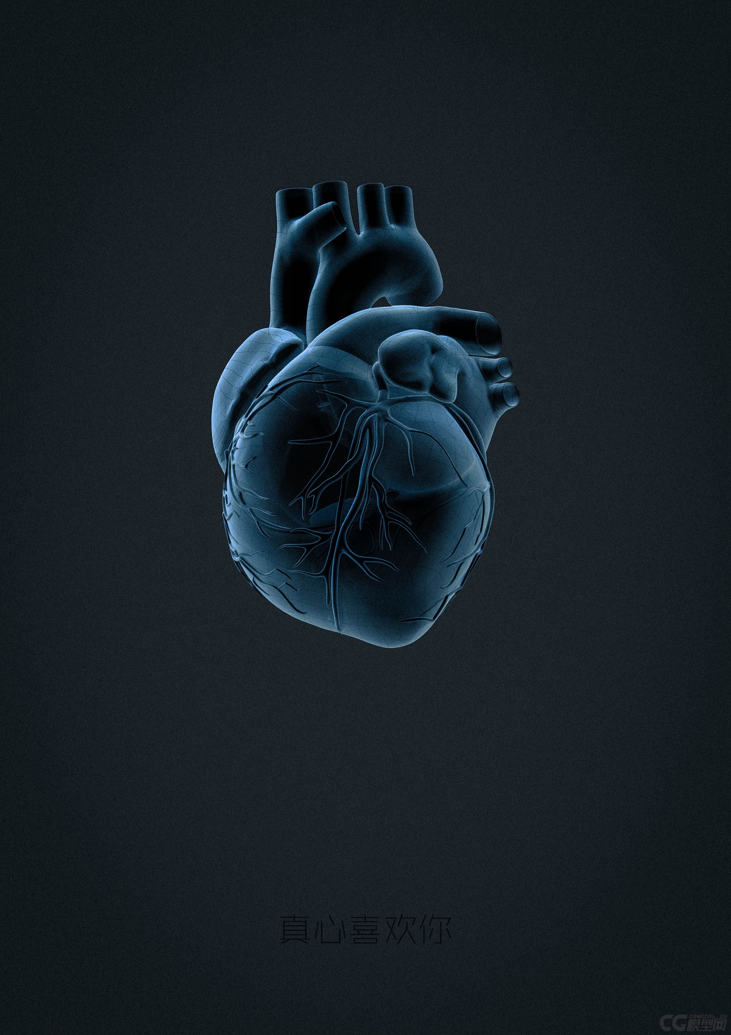 心脏  心  人体器官