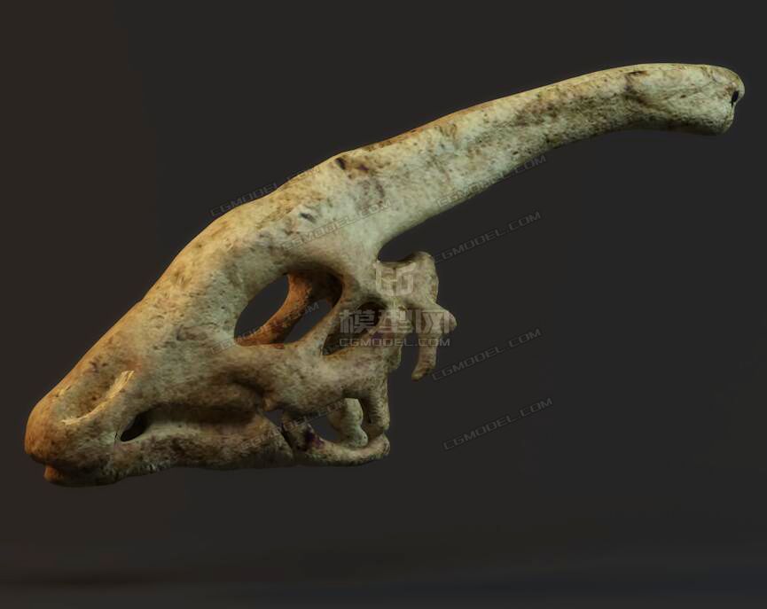 副栉龙头骨化石扫描 3d打印模型  食草龙头骨 真实扫描